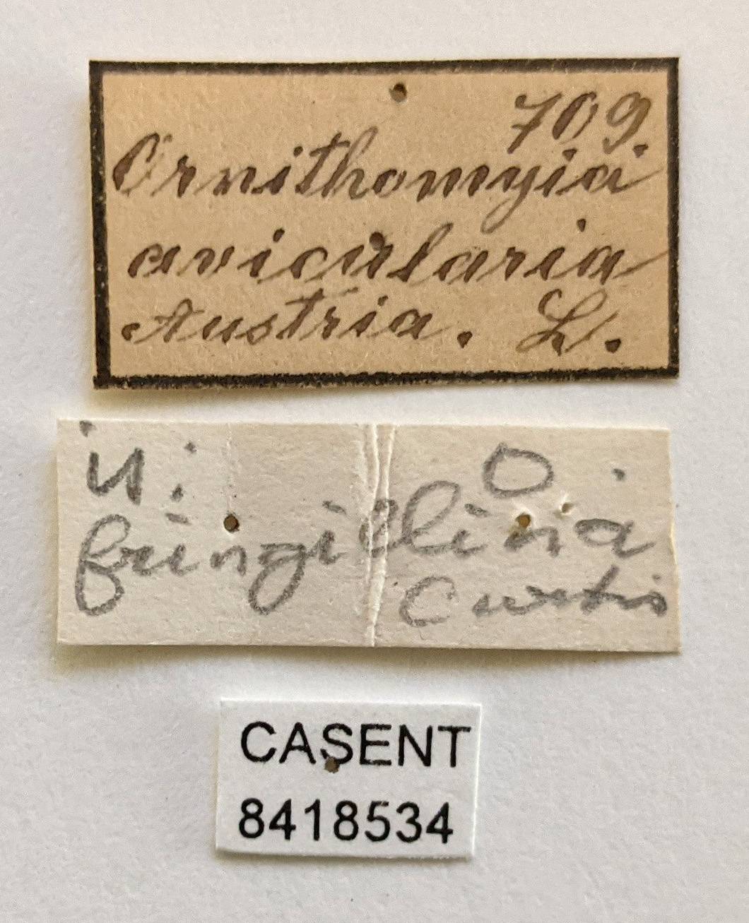 Ornithomya fringillina image