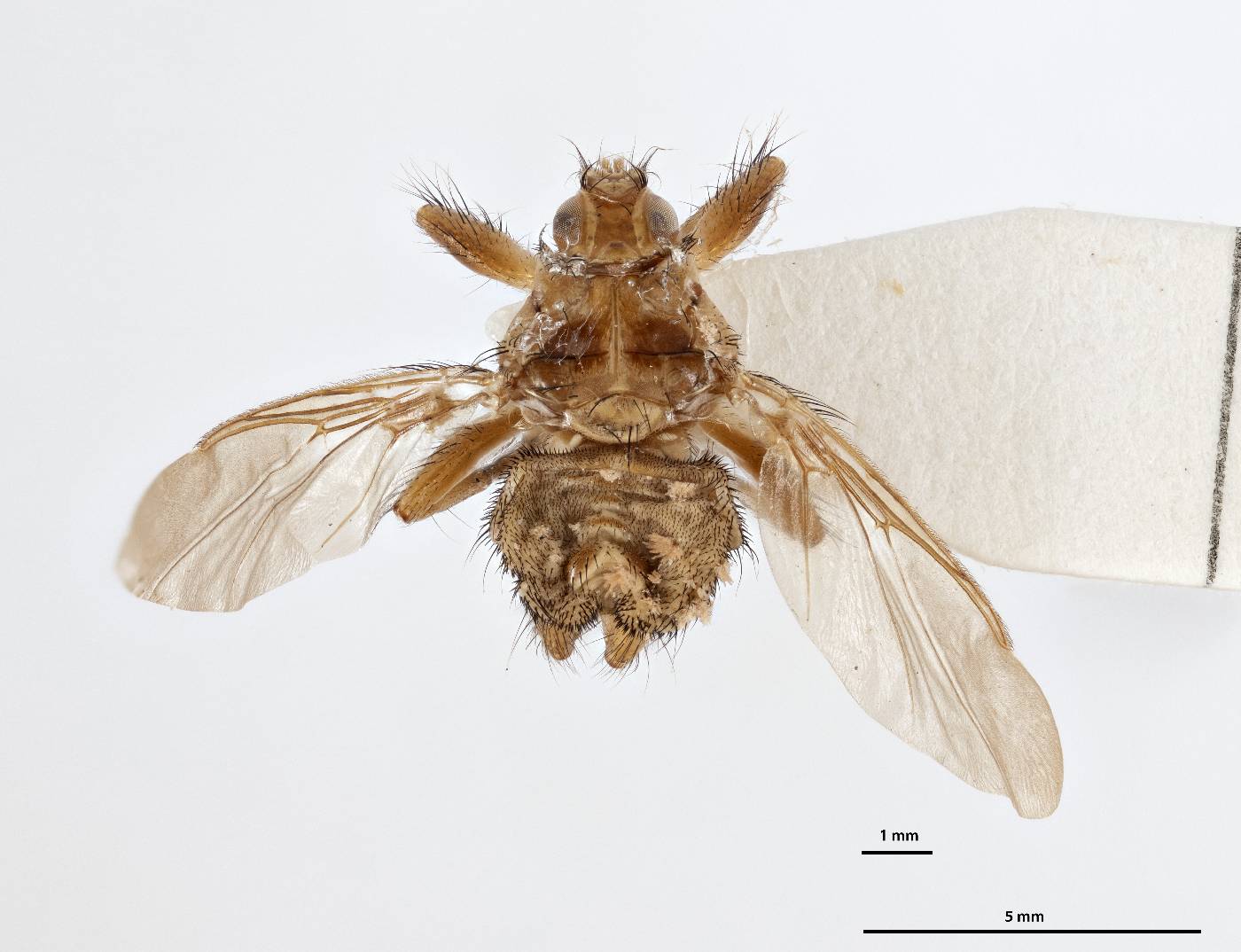 Ornithomya inocellata image