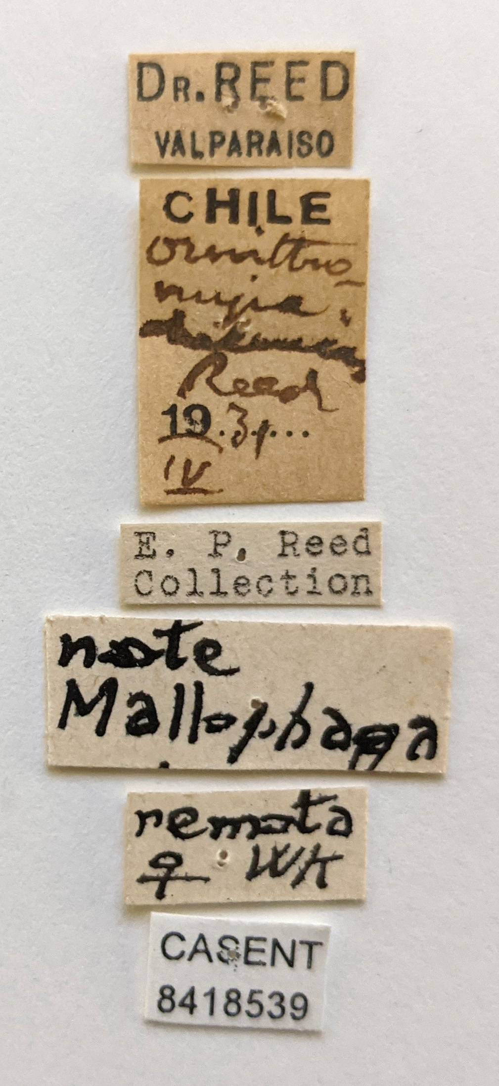 Ornithomya parva image