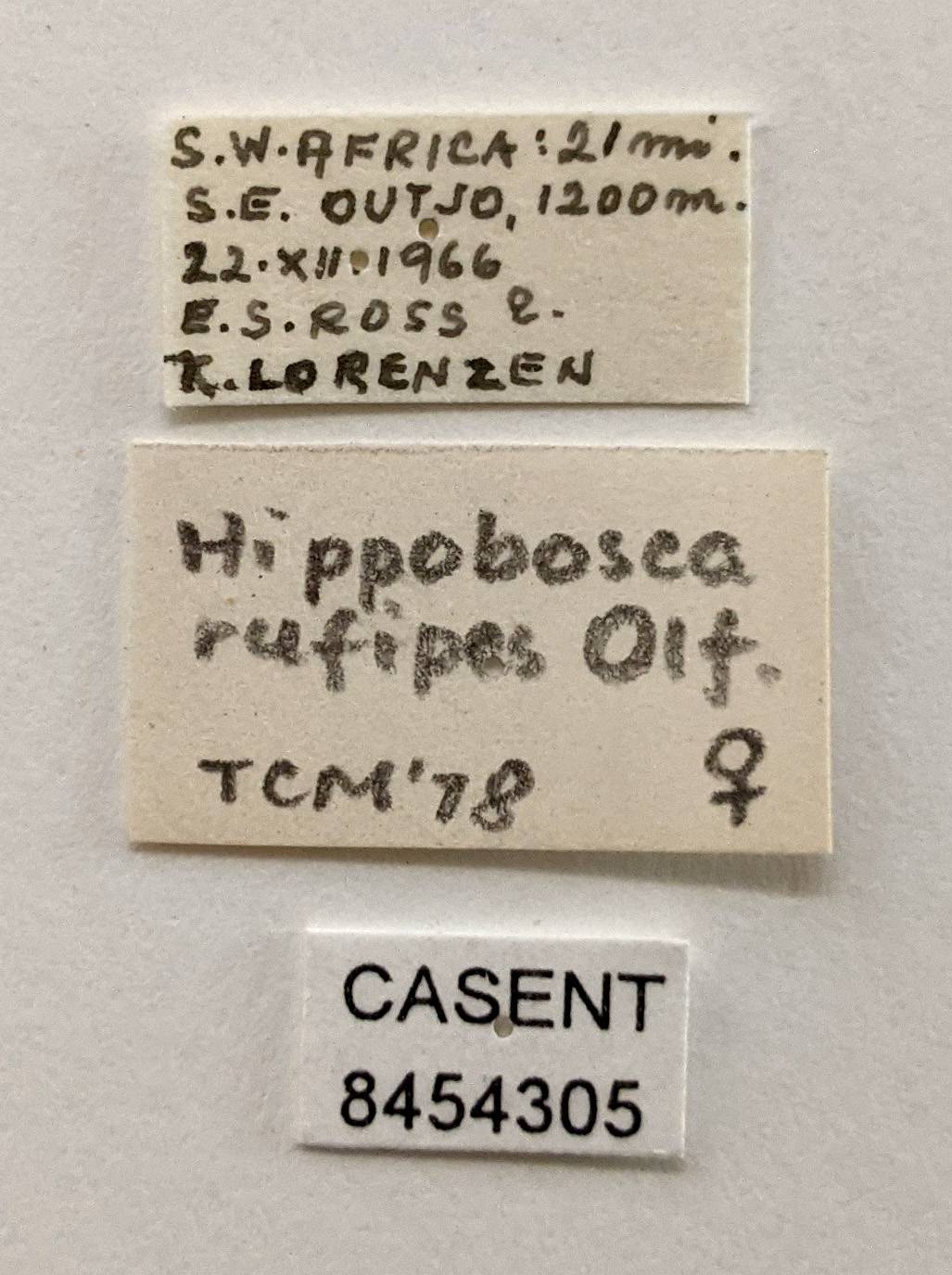 Hippobosca rufipes image