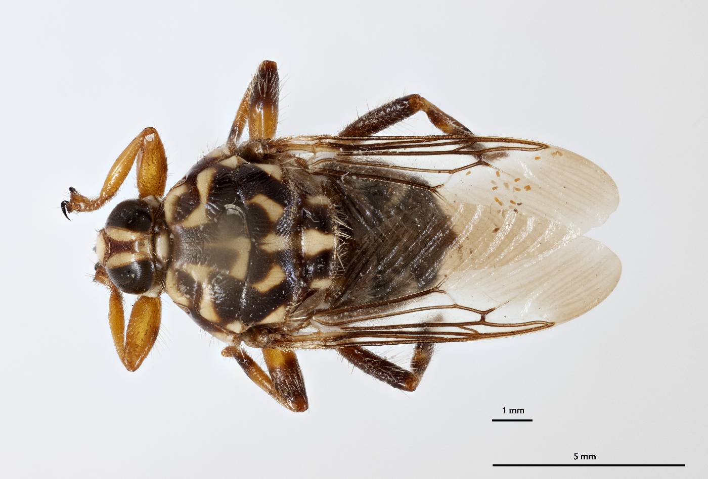 Hippobosca variegata image