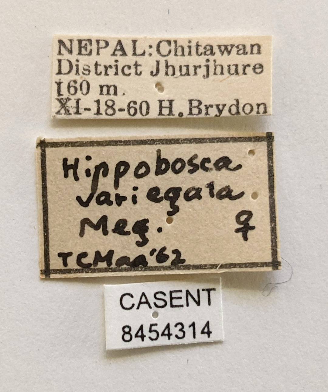 Hippobosca variegata image