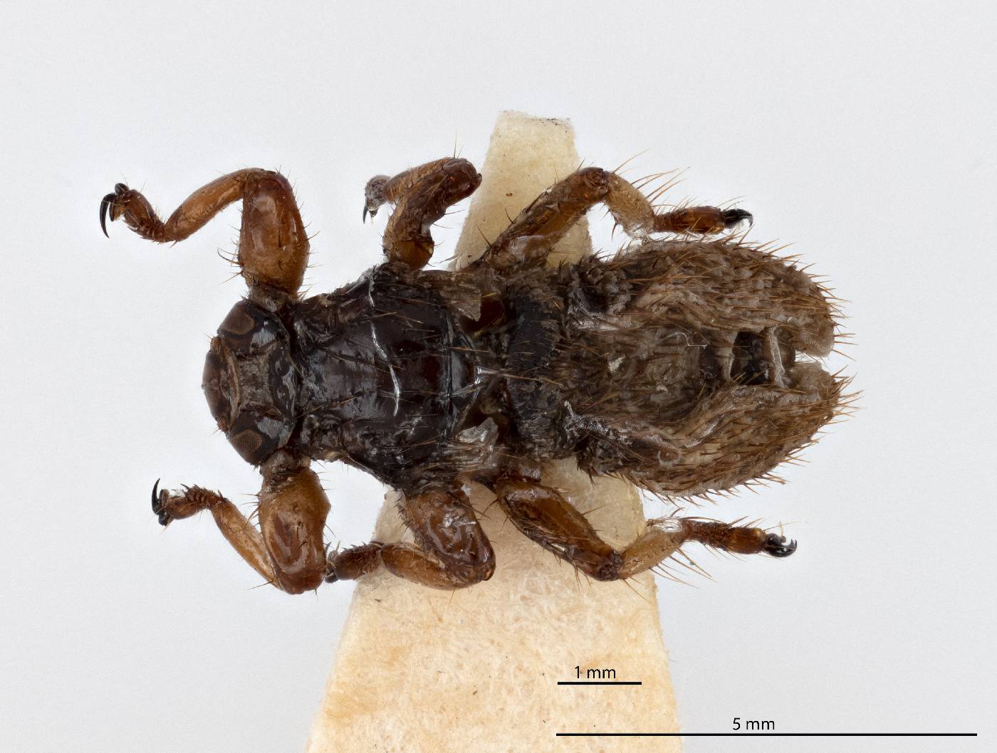 Lipoptena capreoli image