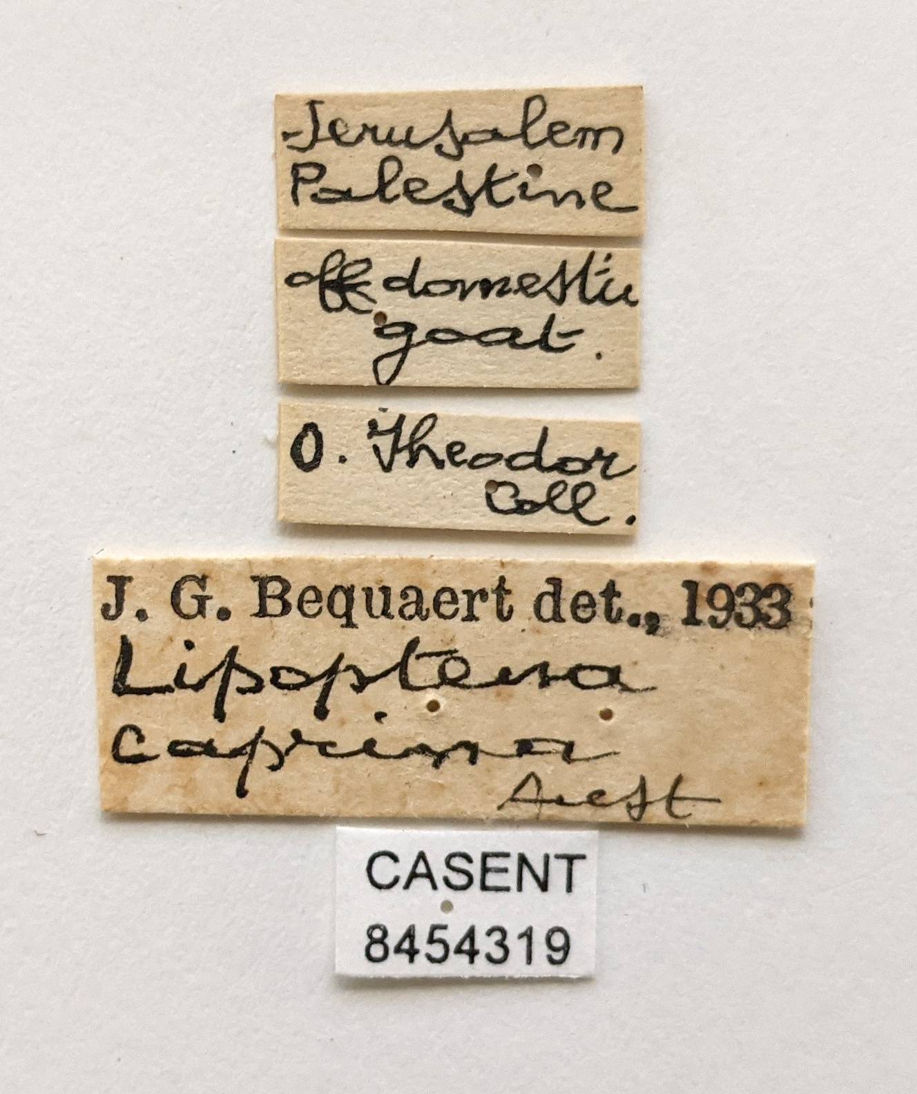 Lipoptena capreoli image