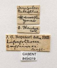 Lipoptena capreoli image