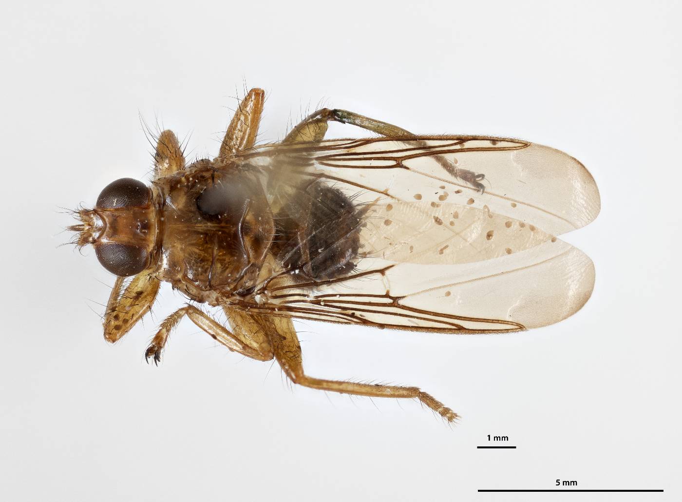 Ornithomya fuscipennis image