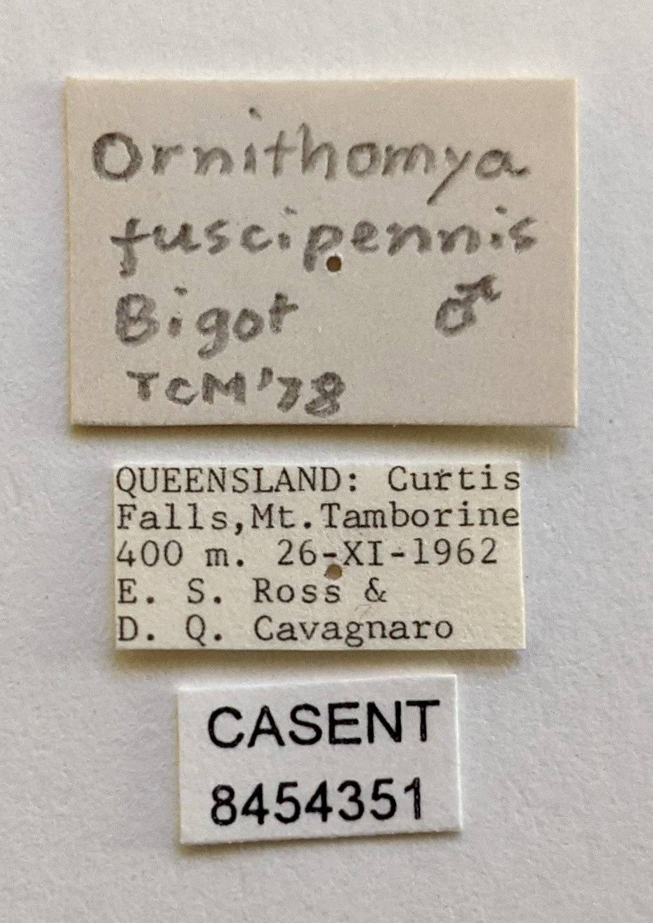 Ornithomya fuscipennis image