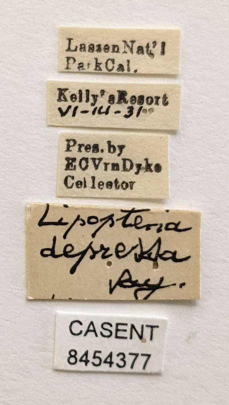 Lipoptena depressa image