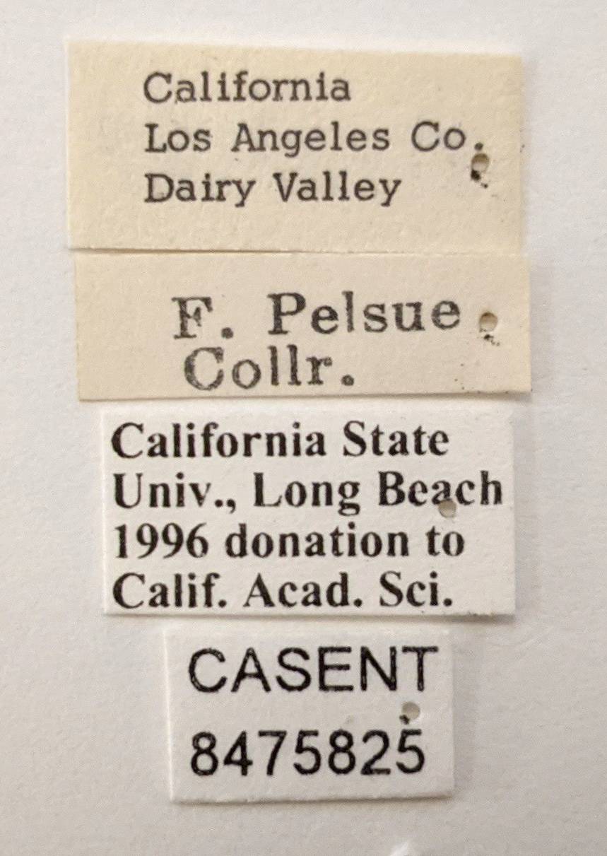 Aedes nigromaculis image