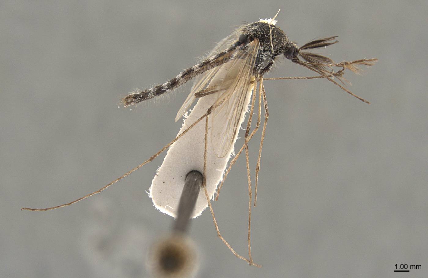 Aedes niphadopsis image
