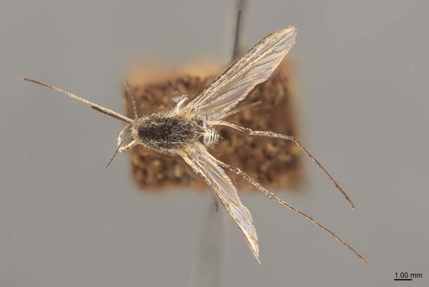 Aedes niphadopsis image