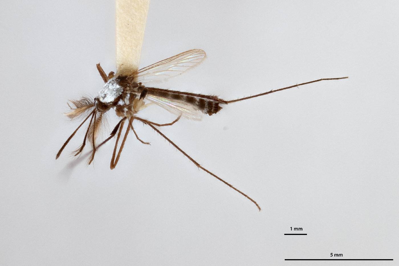 Aedes niveus image