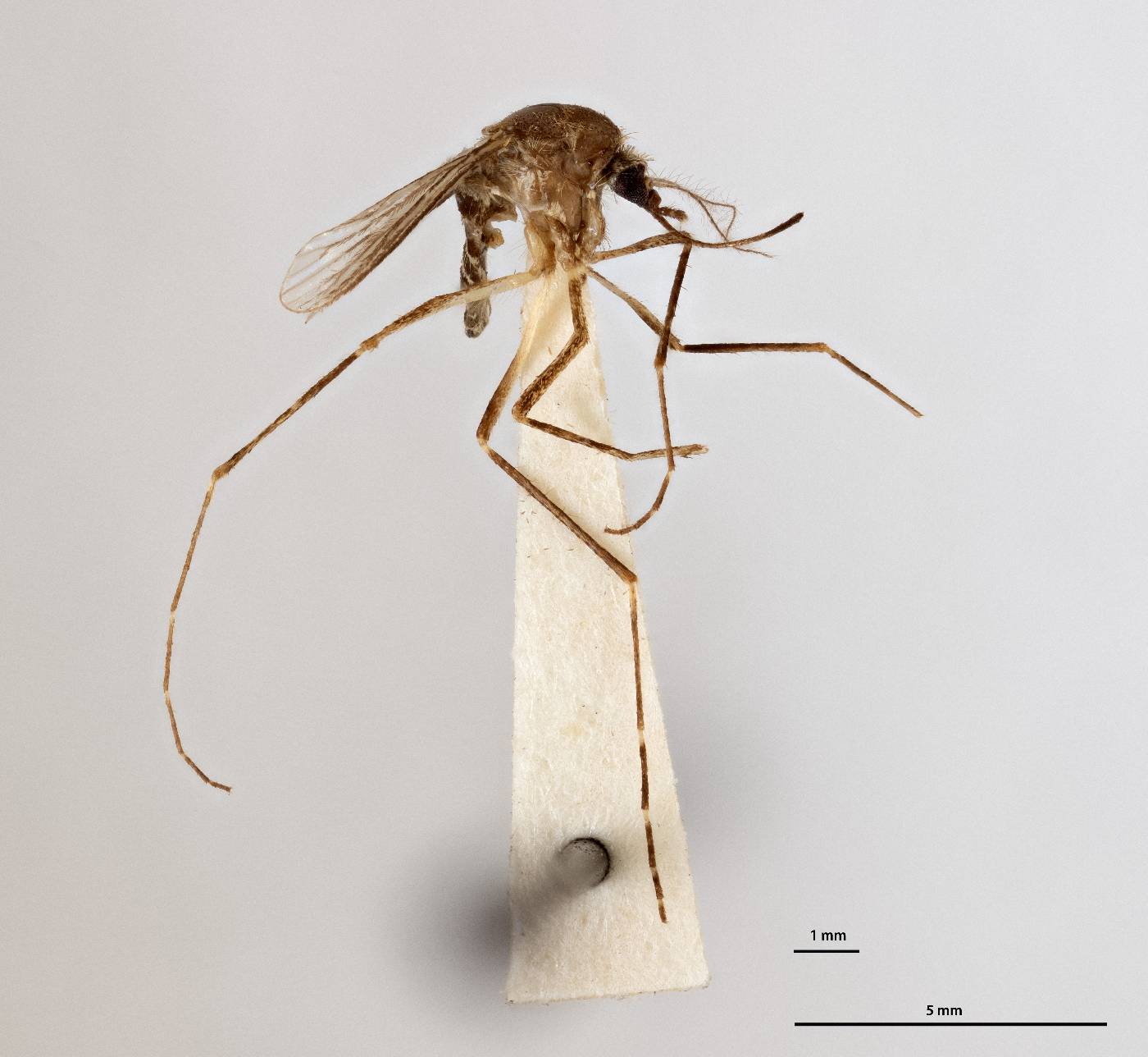 Aedes nocturnus image
