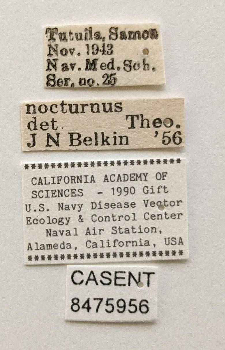 Aedes nocturnus image