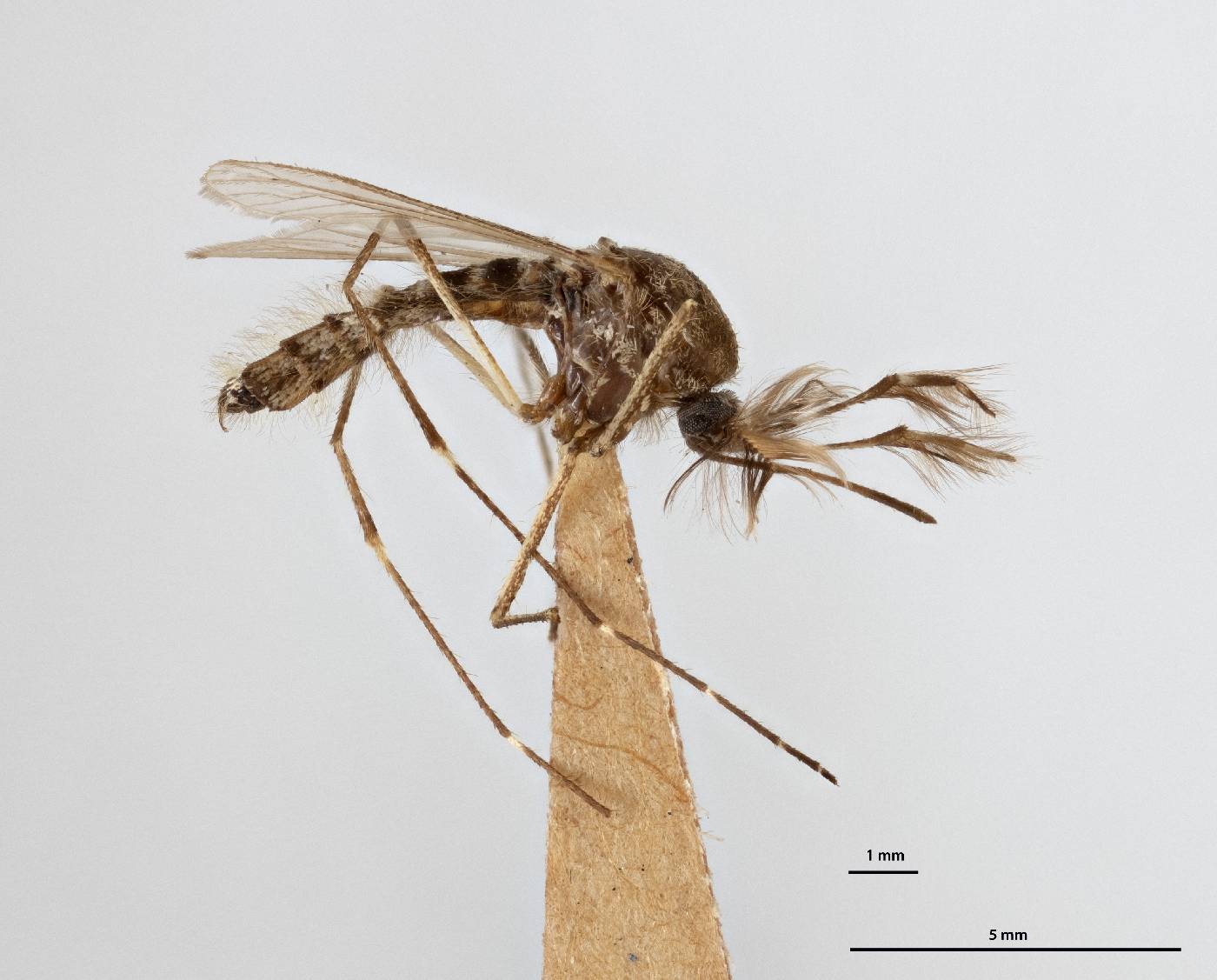 Aedes nocturnus image
