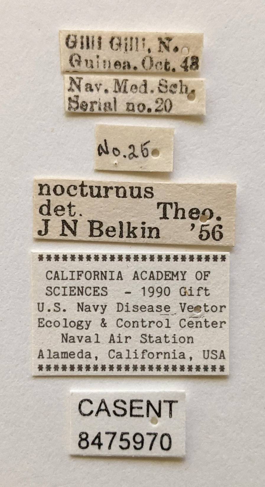 Aedes nocturnus image