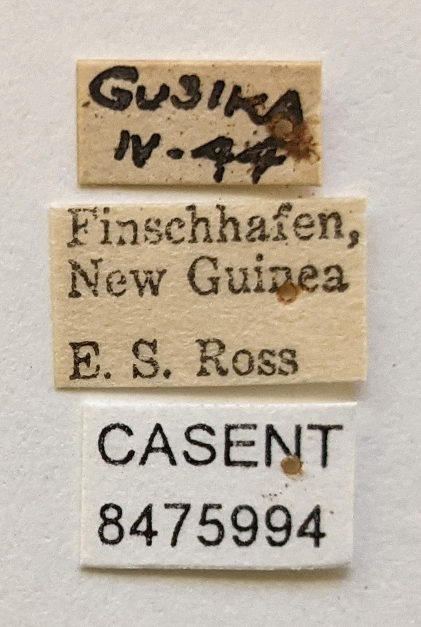 Aedes notoscriptus image