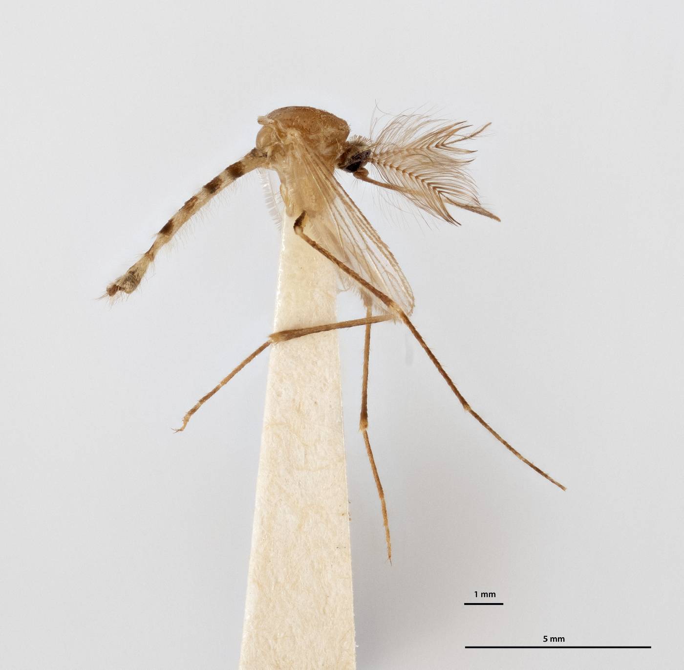 Aedes oakleyi image