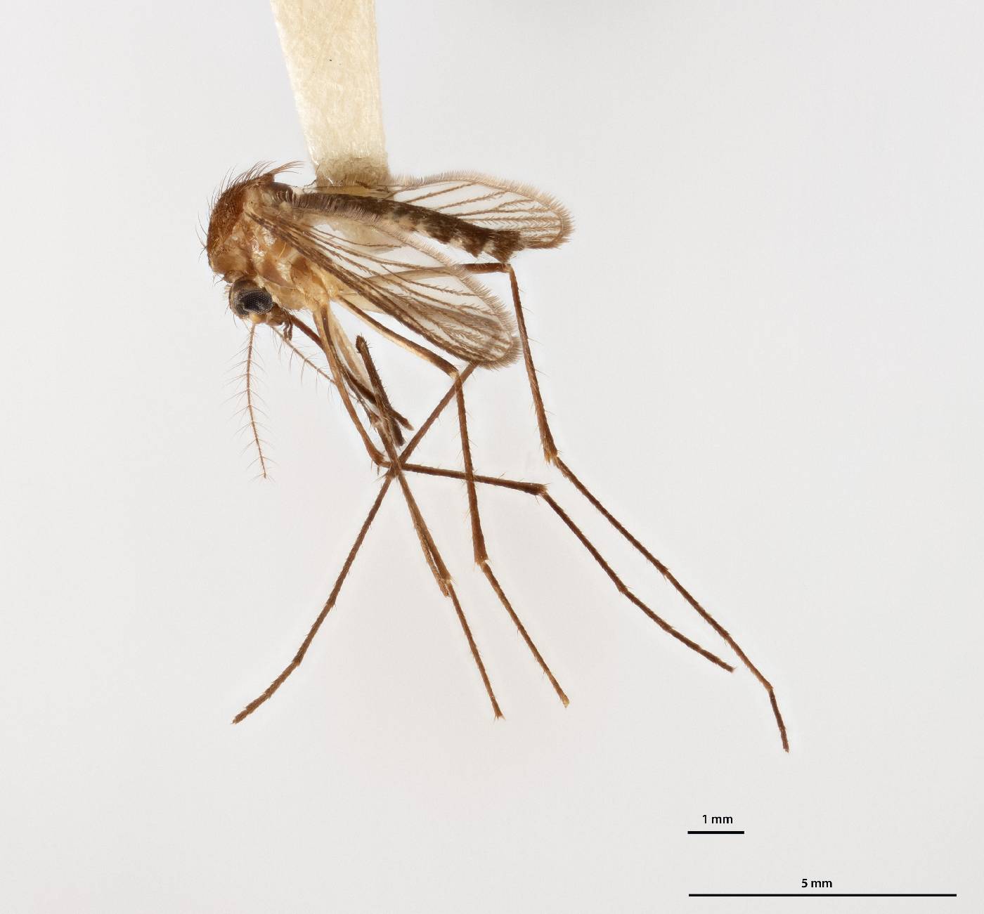 Aedes pagei image