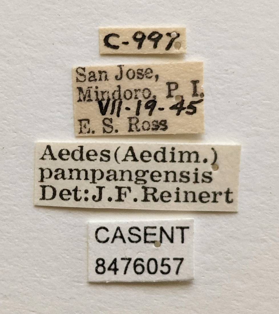 Aedes pampangensis image