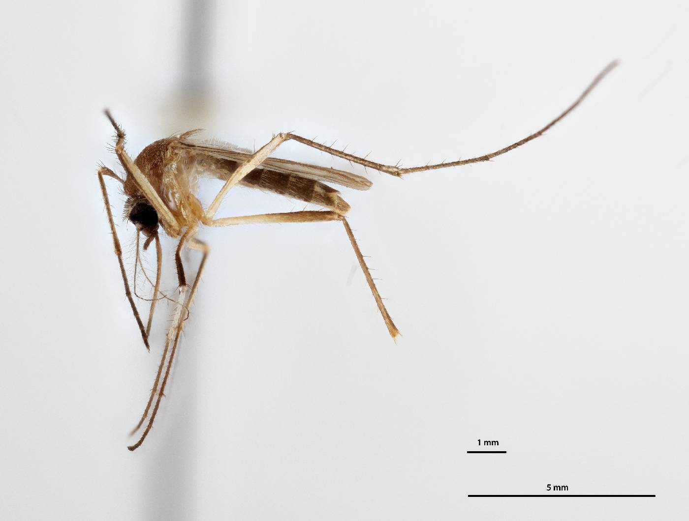 Aedes pampangensis image