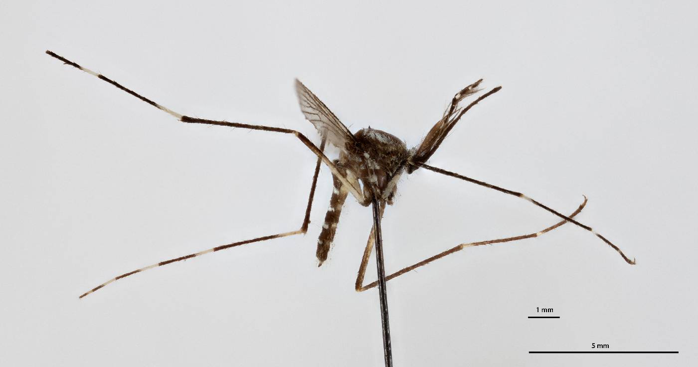 Aedes papuensis image