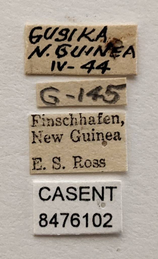 Aedes papuensis image