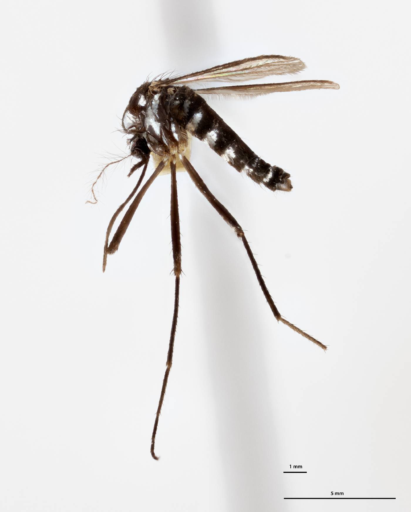 Aedes paradissimilis image