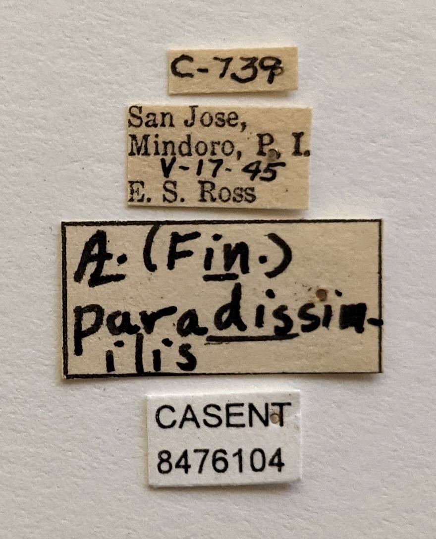 Aedes paradissimilis image