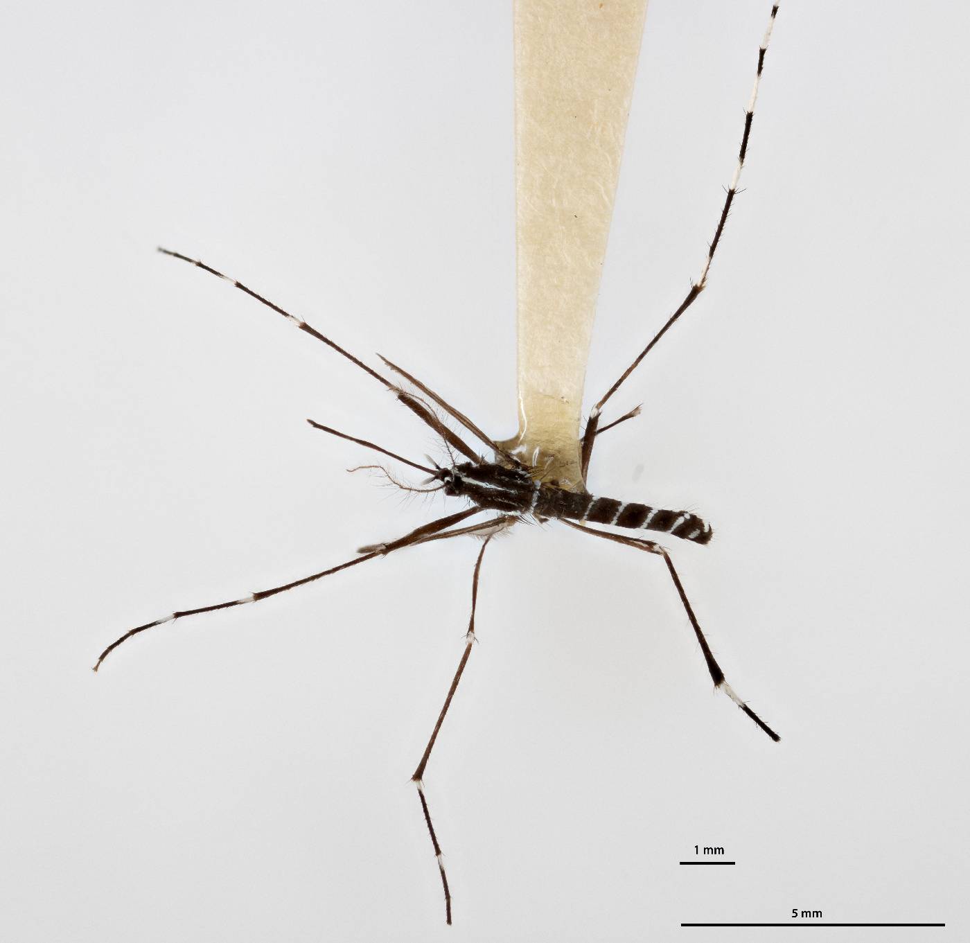 Aedes paullusi image