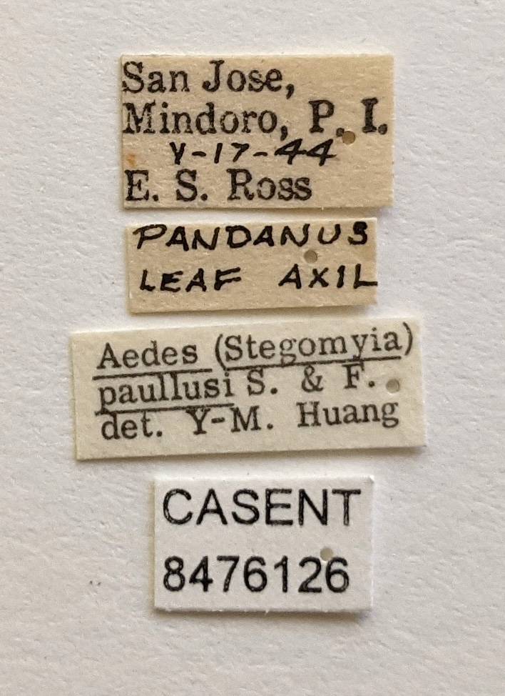 Aedes paullusi image