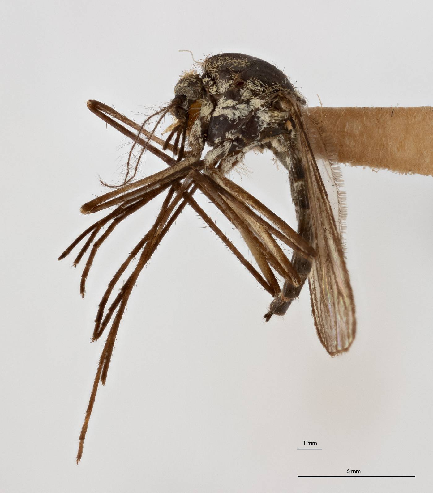 Aedes pionips image