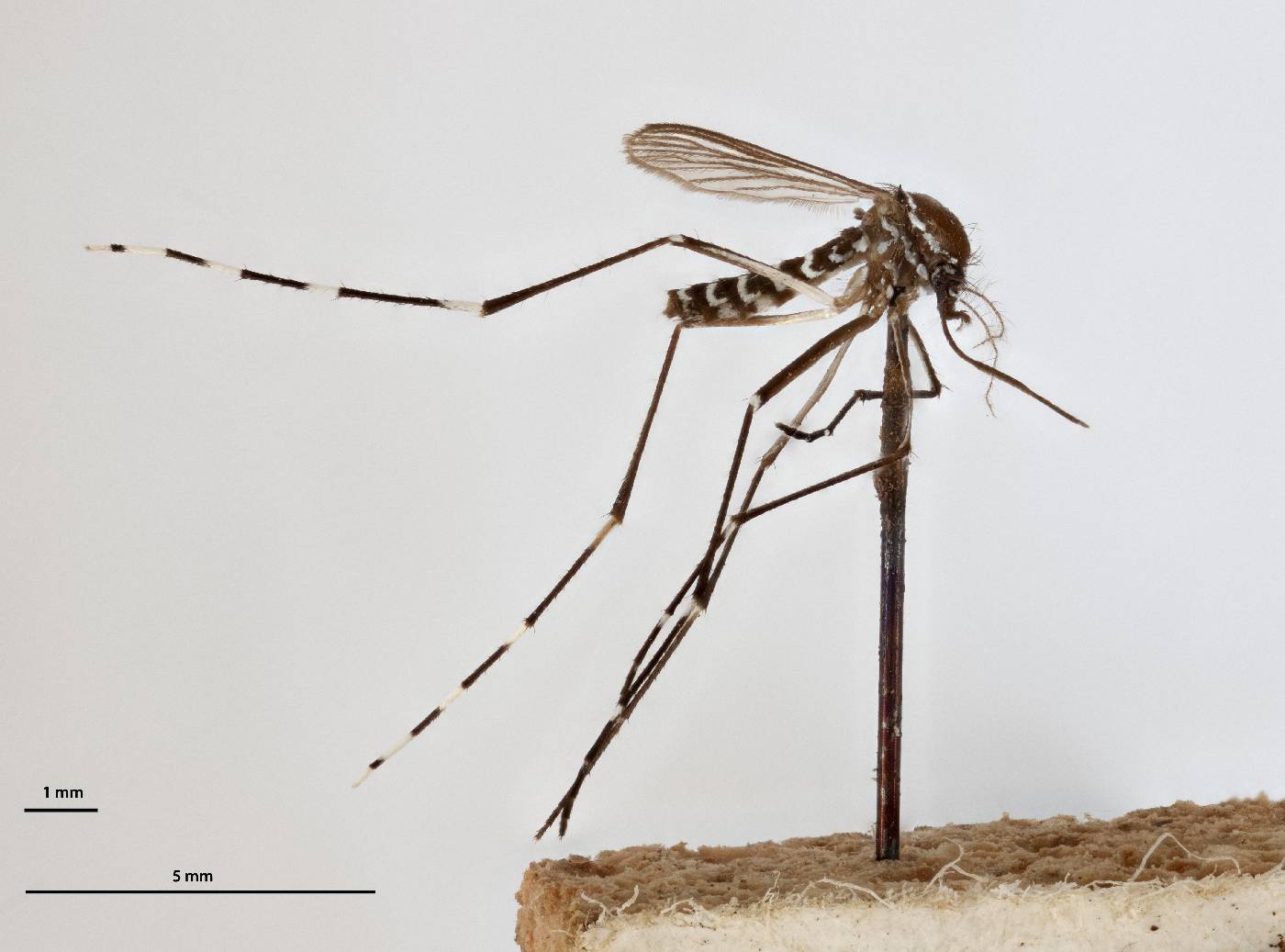 Aedes pseudoscutellaris image