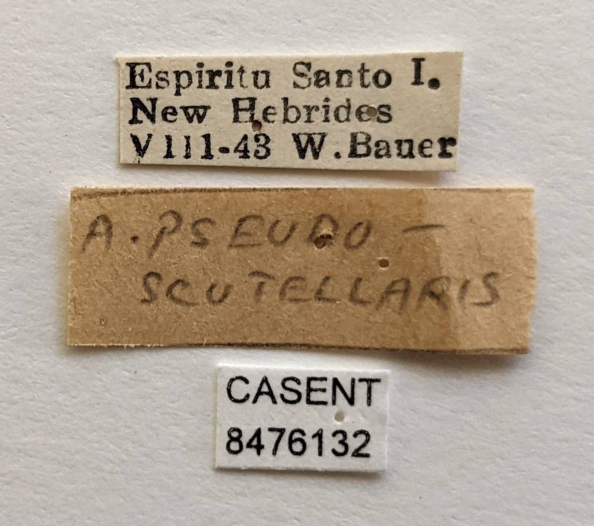 Aedes pseudoscutellaris image