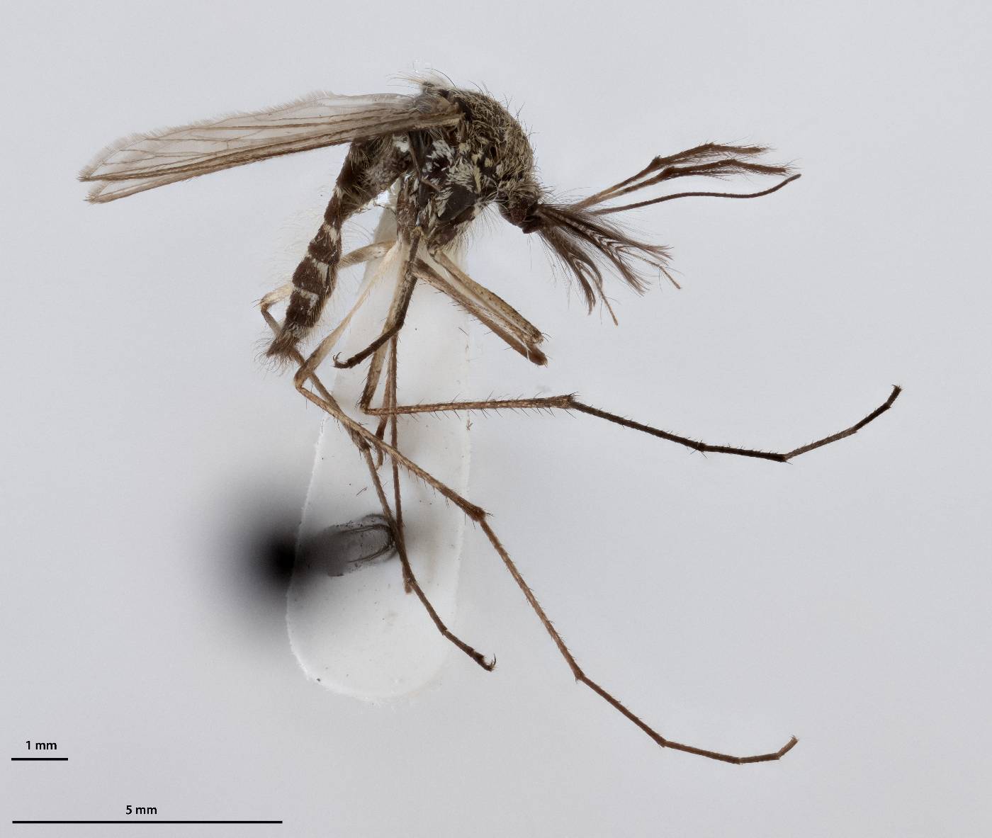 Aedes pullatus image