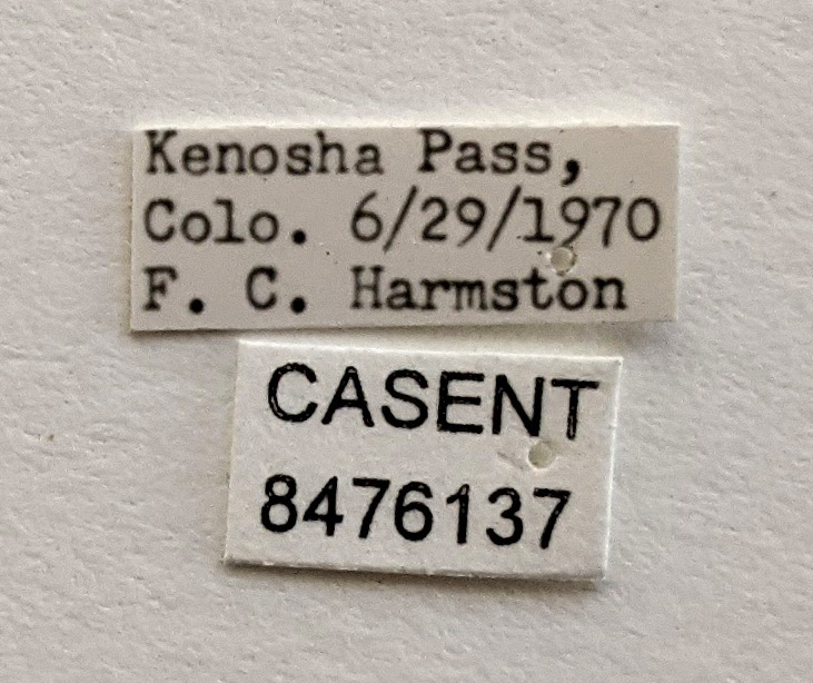 Aedes pullatus image