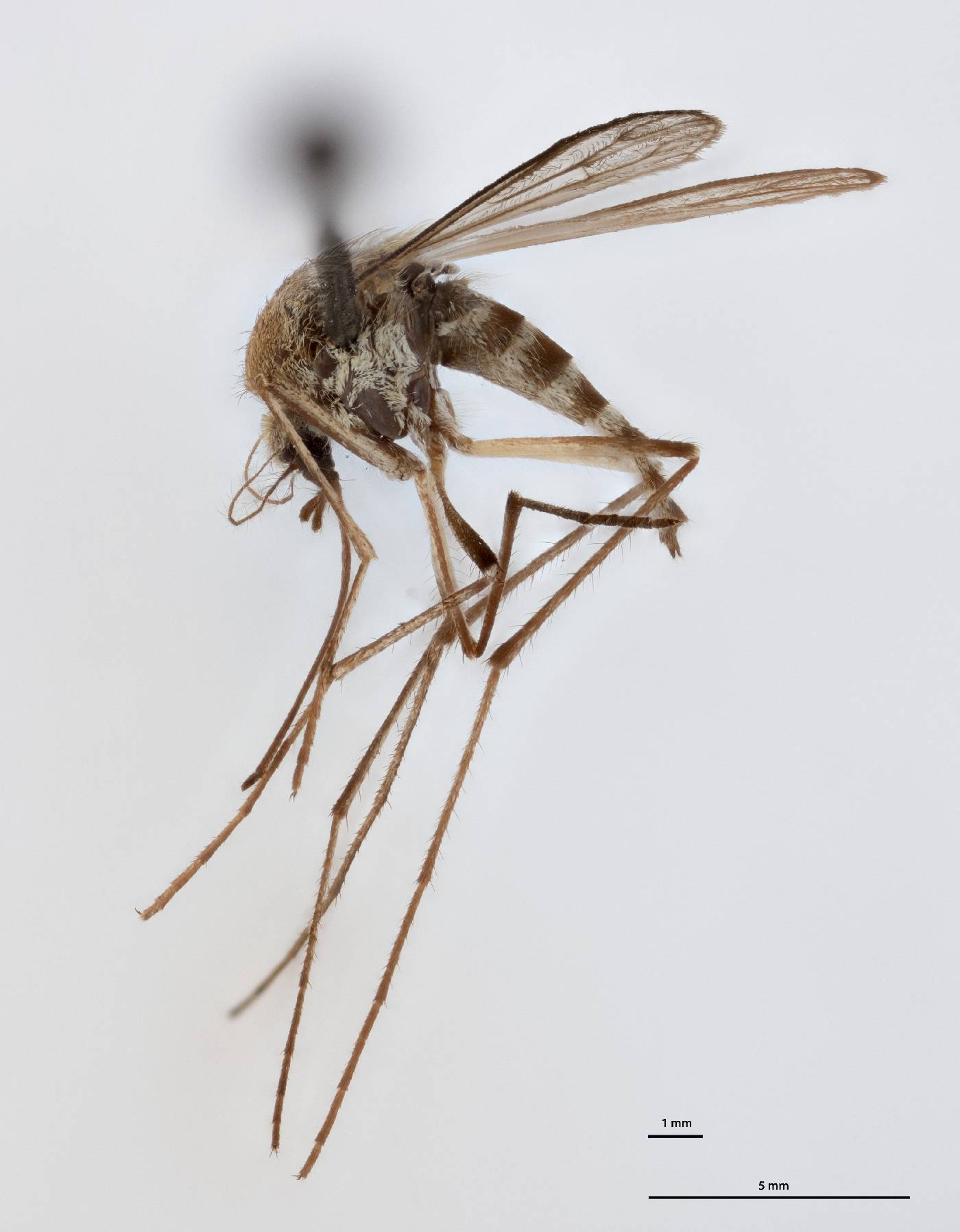 Aedes punctor image