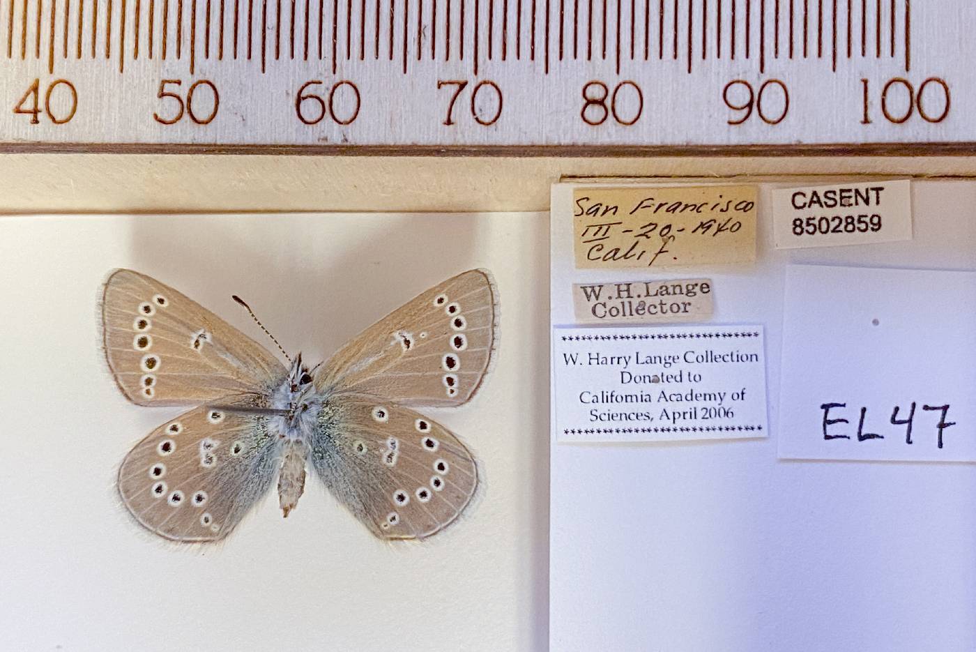 Glaucopsyche lygdamus xerces image