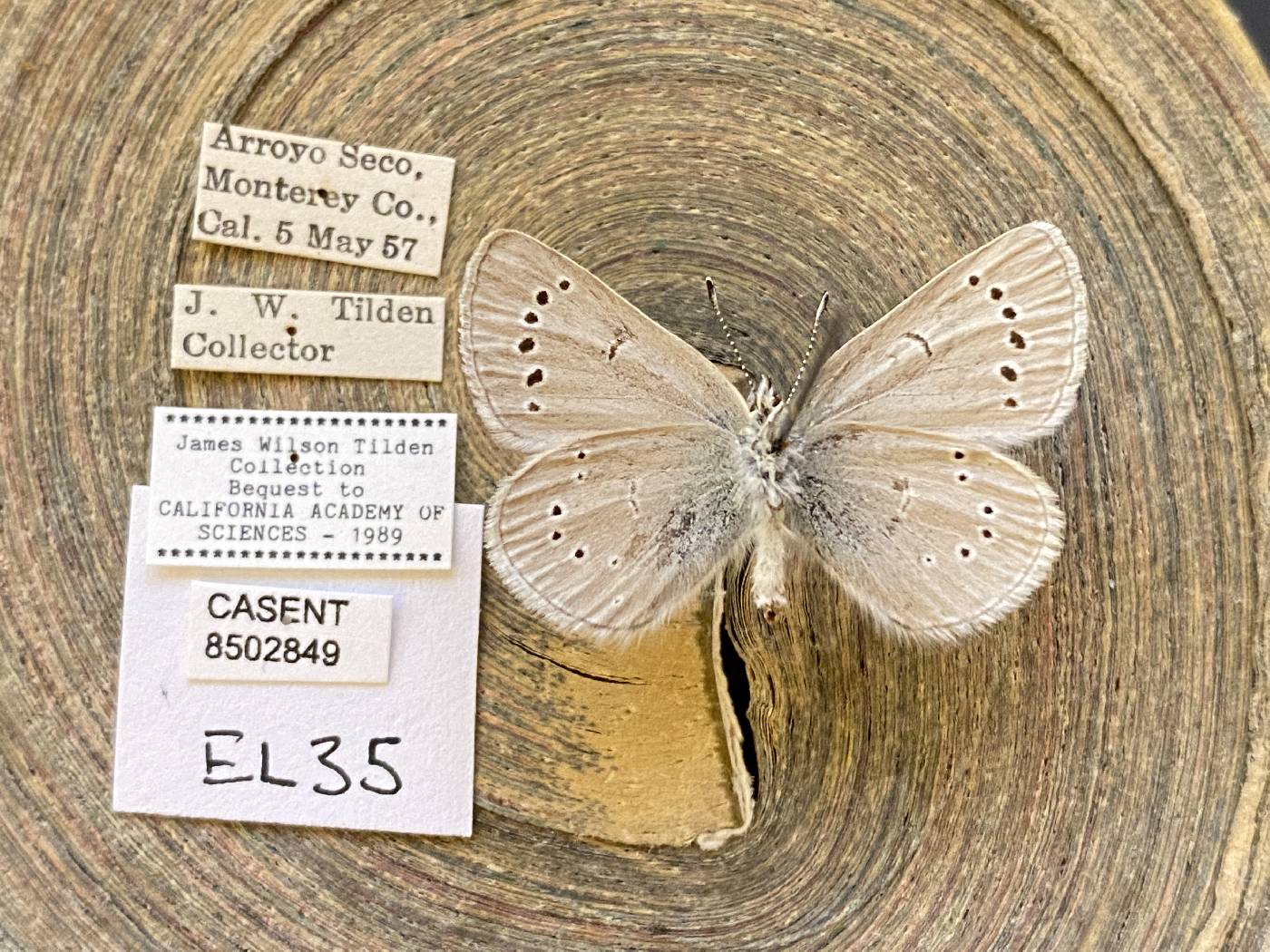 Glaucopsyche lygdamus sabulosa image