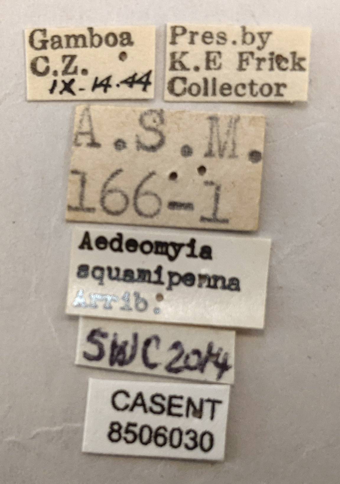 Aedeomyia squamipennis image