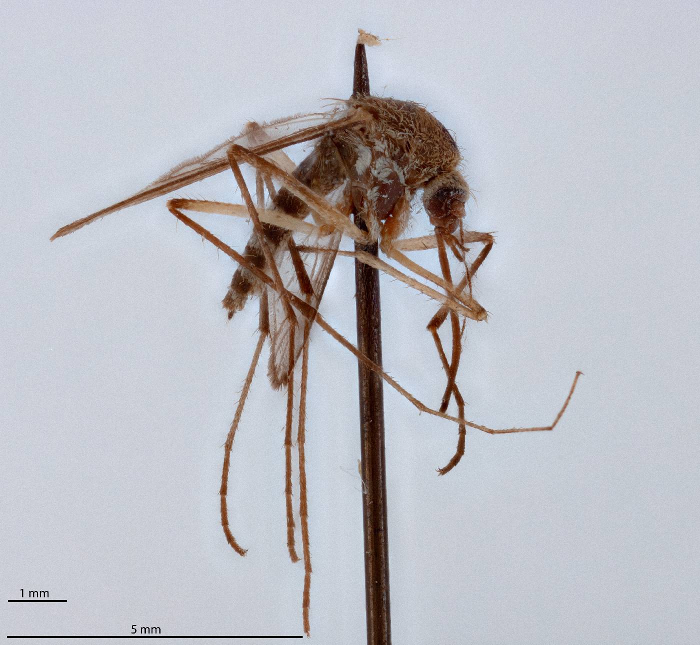 Aedes abserratus image