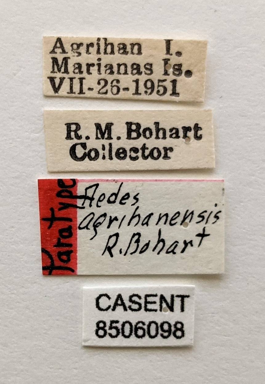 Aedes agrihanensis image