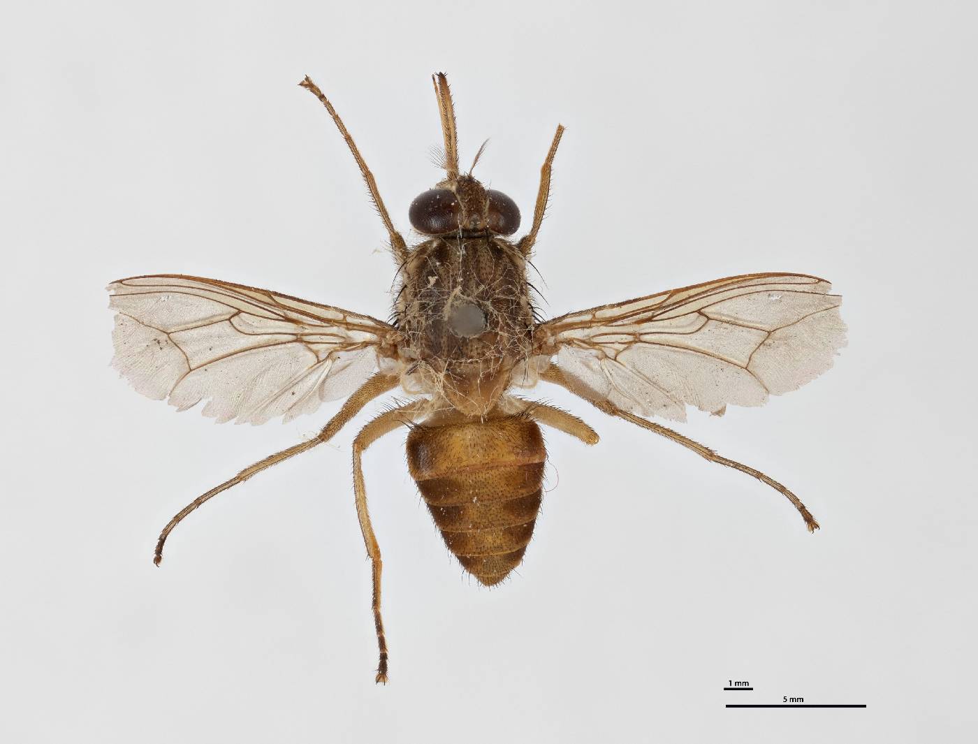 Glossina austeni image