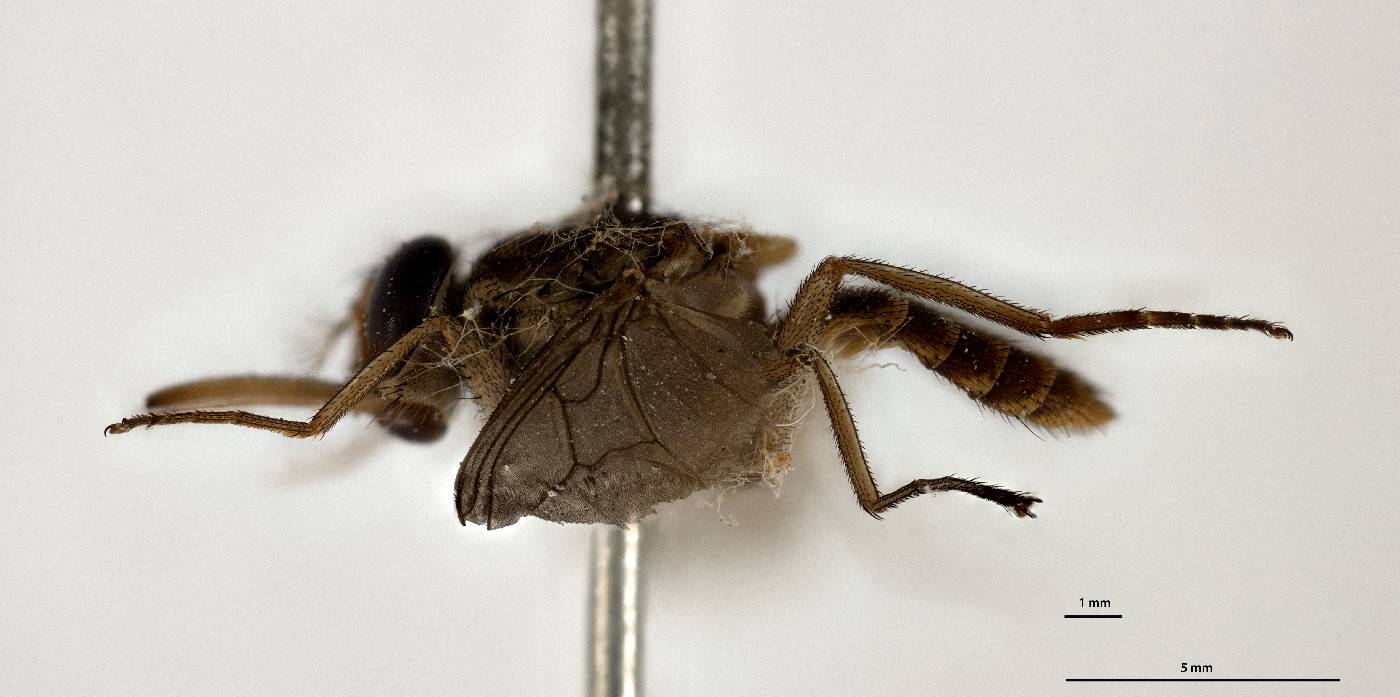 Glossina austeni image