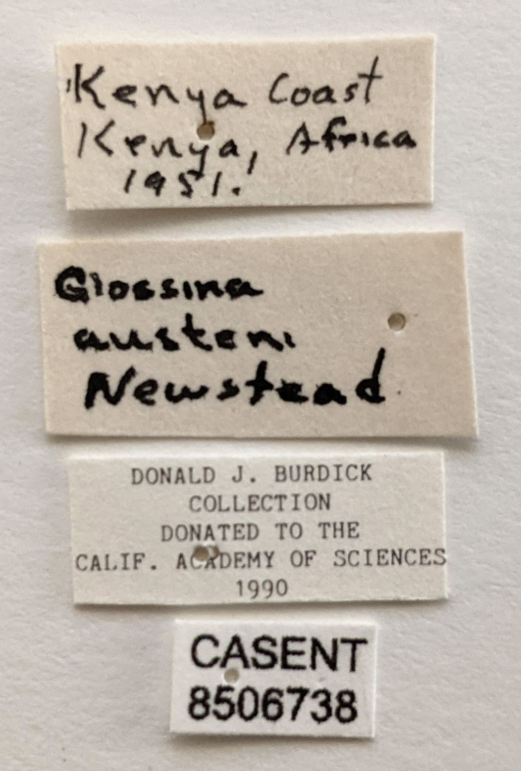 Glossina austeni image