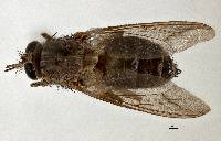 Glossina brevipalpis image