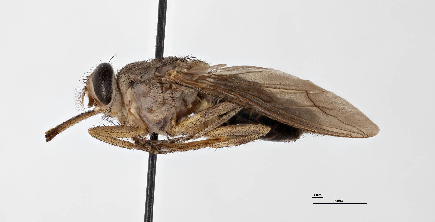 Glossina brevipalpis image