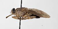 Glossina brevipalpis image