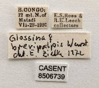 Glossina brevipalpis image