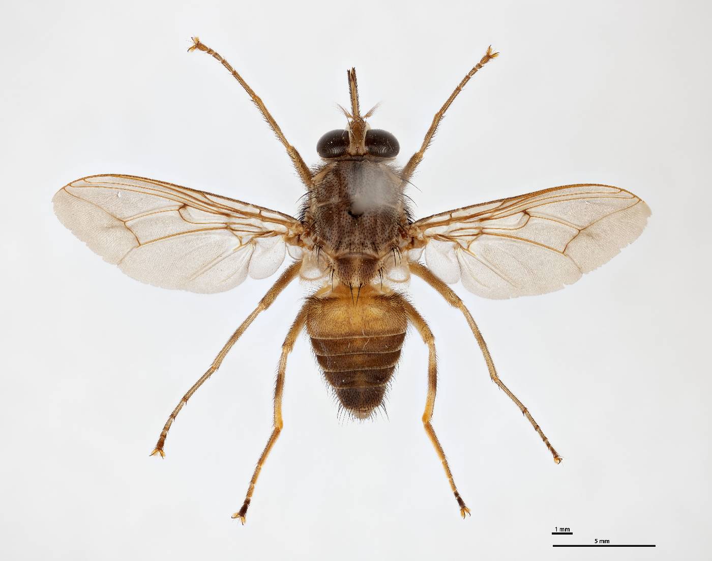 Glossina brevipalpis image